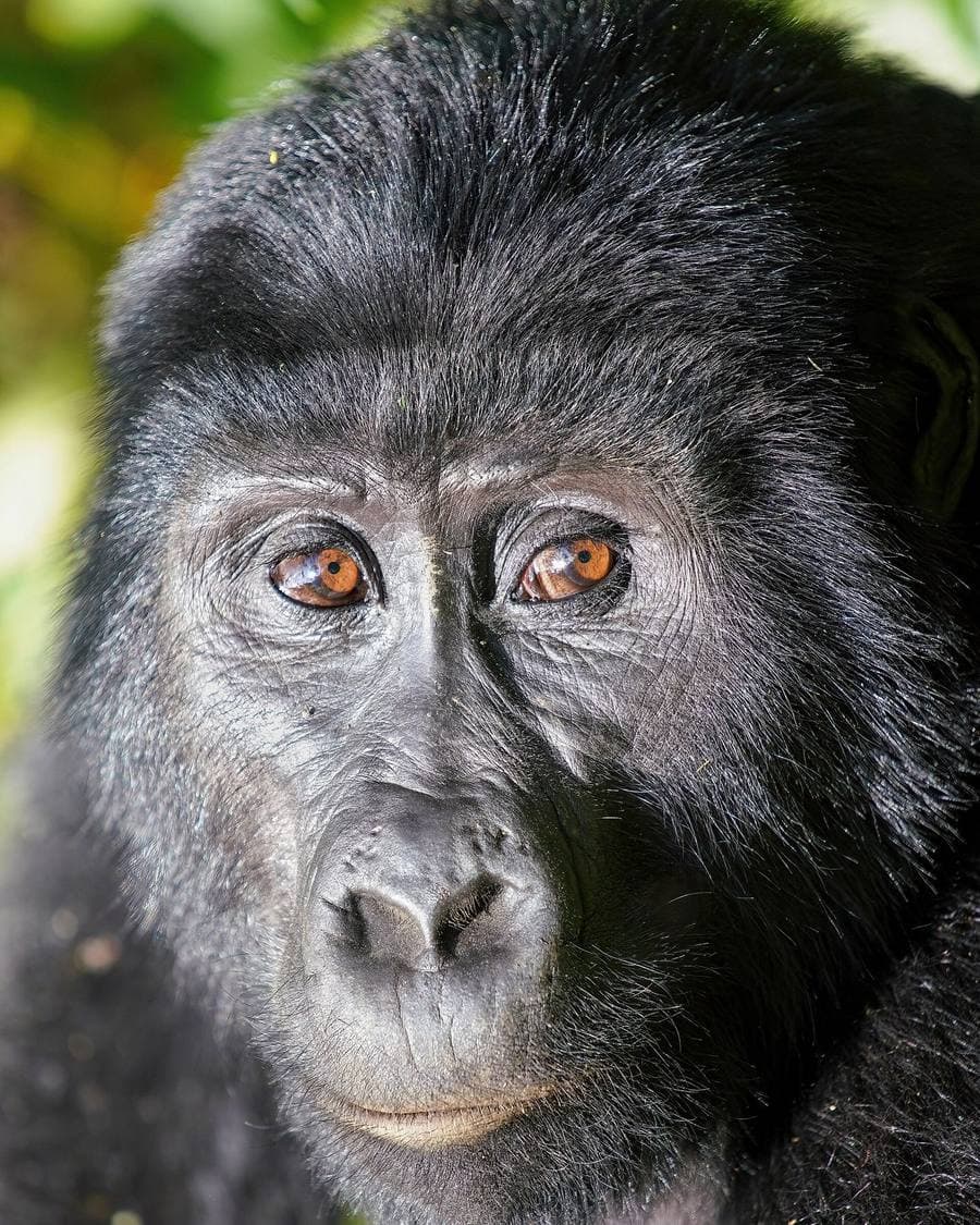Historic Milestone: CAWI Secures Habitat Protection for Critical Gorilla Population