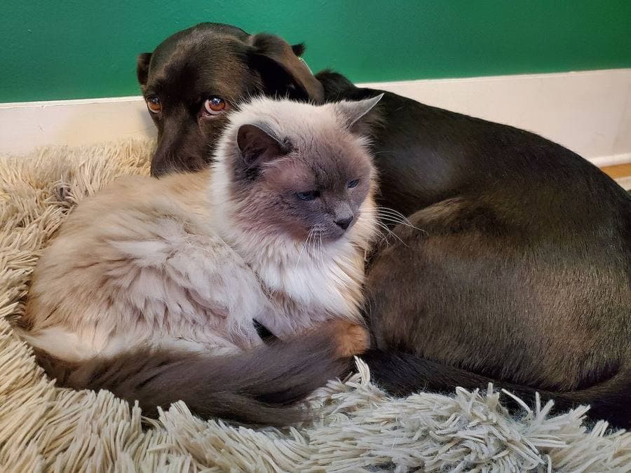 Companion Animals