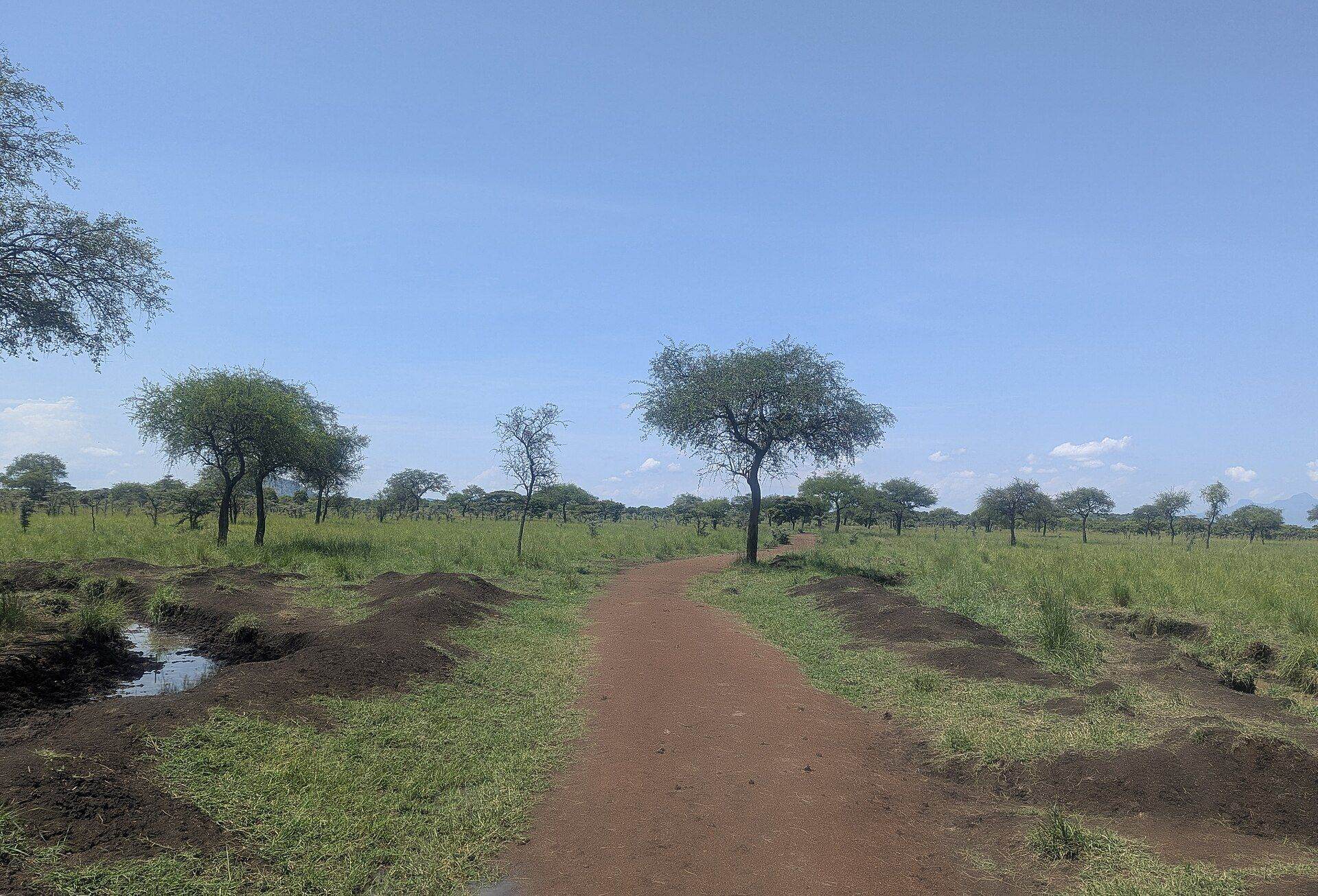 A savannah trail lined with trees in Uganda