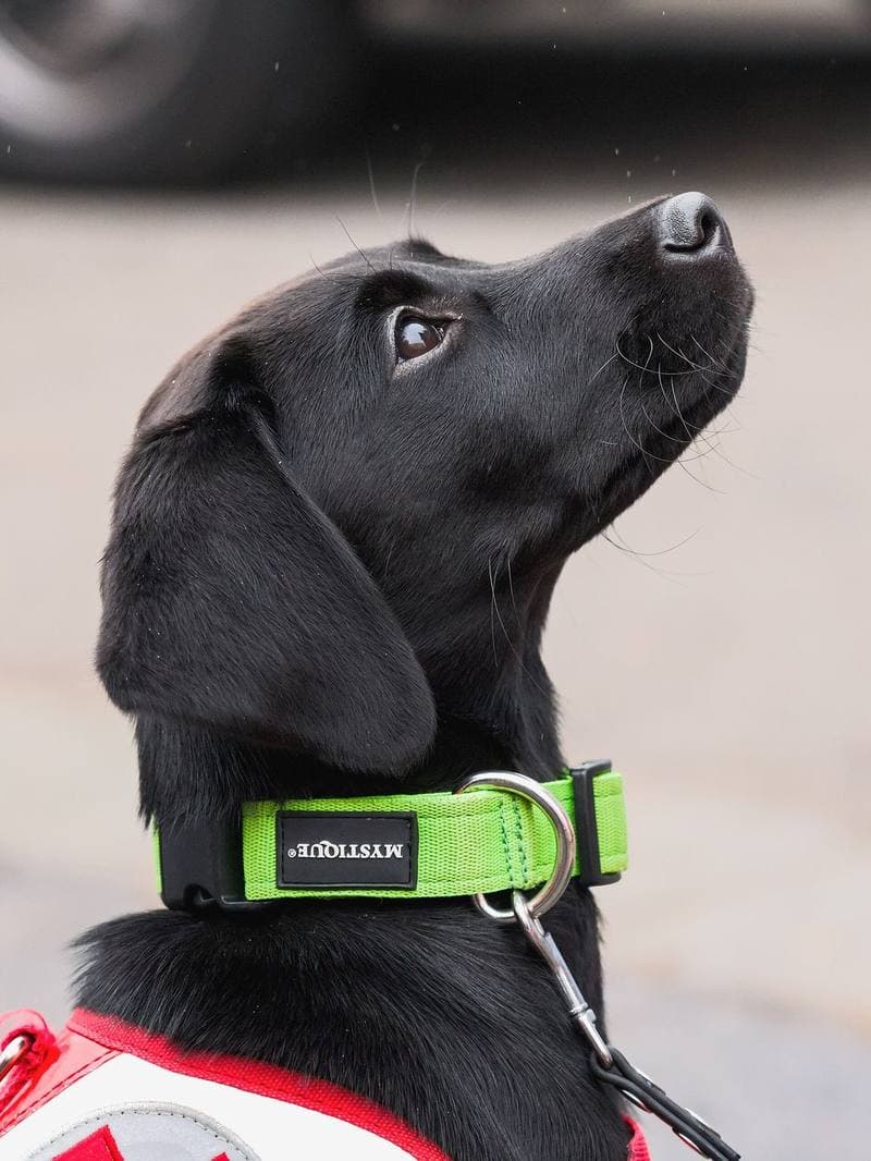 A rescued dog