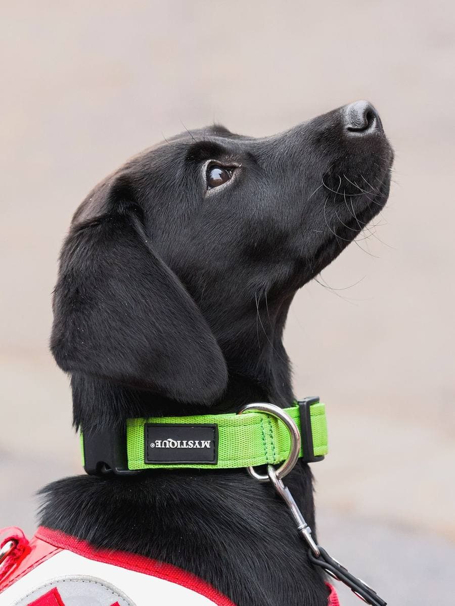 Volunteer Spotlight: Jean's Journey in Animal Advocacy