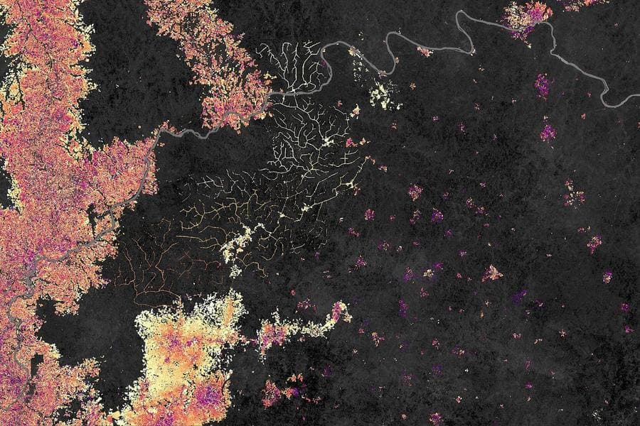 New Satellite Monitoring Flags Forest Loss Near Key Habitats
