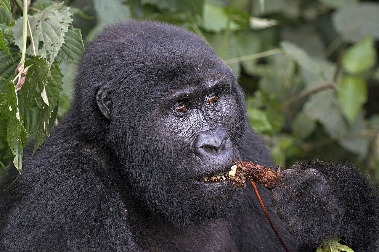 Wildlife Protection