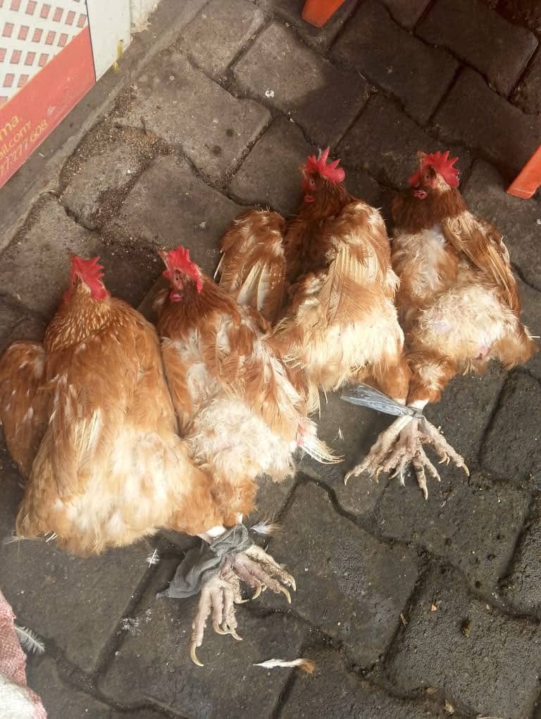 Les poulets ressentent la peur, le stress et la douleur