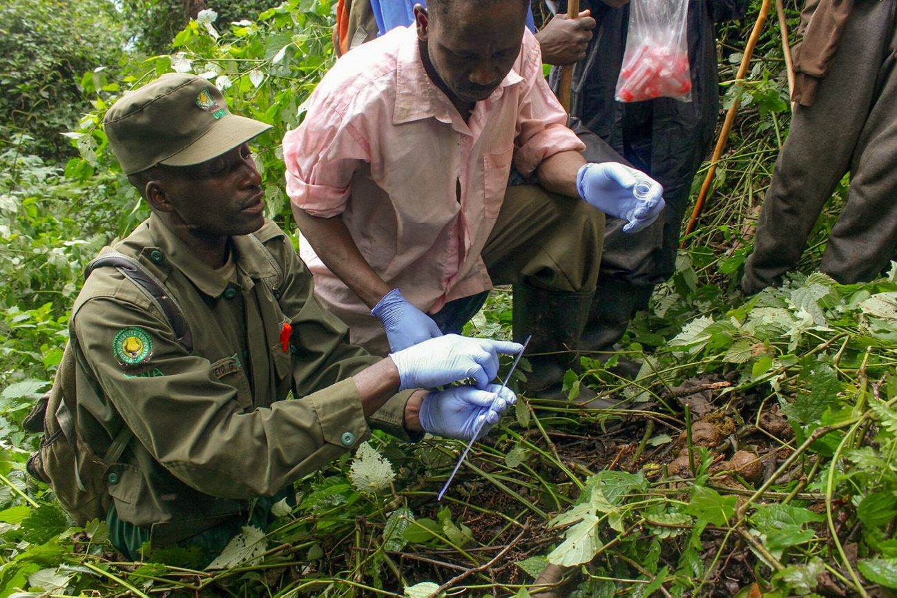 A ranger and a community volunteer examining a gorilla habitat sample